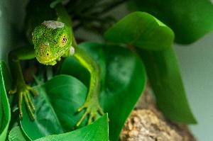 Reptilienjahr 2025 im Rückblick